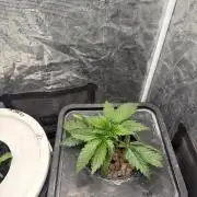 Banana Purple Punch