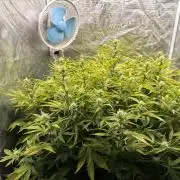 Hydrophonic Strawberry Pie