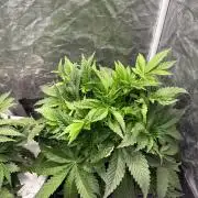 Banana Purple Punch