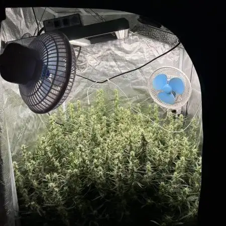 Pound Cake Hydrophonic