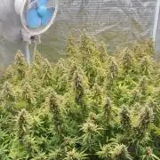 Hydrophonic Strawberry Pie