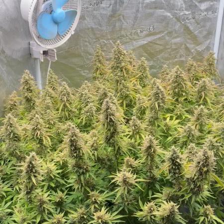 Hydrophonic Strawberry Pie