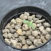 Hydrophonic Strawberry Pie