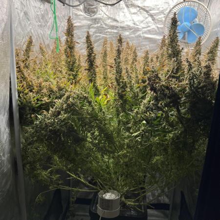 Pound Cake Hydrophonic
