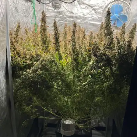 Pound Cake Hydrophonic