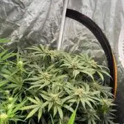 Blue Dream Hydrophonic