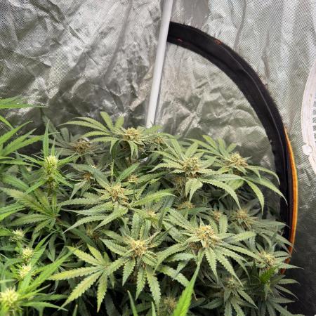 Blue Dream Hydrophonic