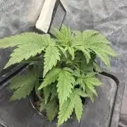 Hydrophonic Strawberry Pie