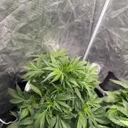 Super Limon Haze