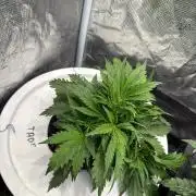 Super Limon Haze