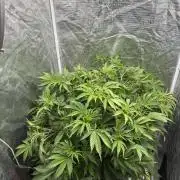 Hydrophonic Strawberry Pie