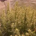 Pound Cake Hydrophonic