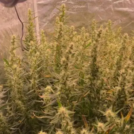 Pound Cake Hydrophonic