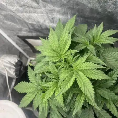 Pound Cake Hydrophonic