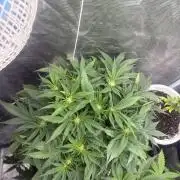 Blue Dream Hydrophonic