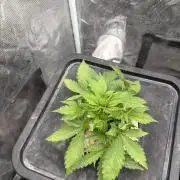 Blue Dream Hydrophonic