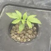 Hydrophonic Strawberry Pie