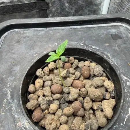 Banana Purple Punch