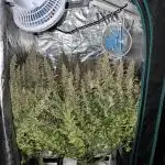 Pound Cake Hydrophonic