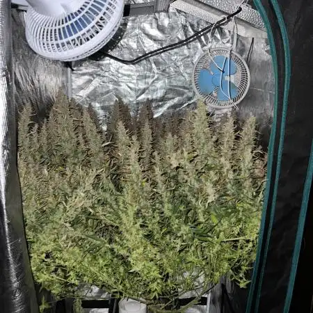 Pound Cake Hydrophonic