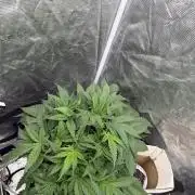 Blue Dream Hydrophonic