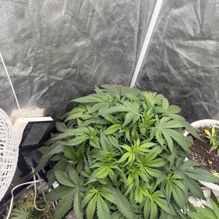 Blue Dream Hydrophonic