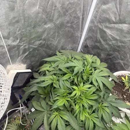 Blue Dream Hydrophonic