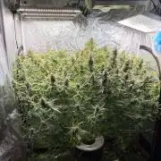 Cinderella Auto Hydrophonic