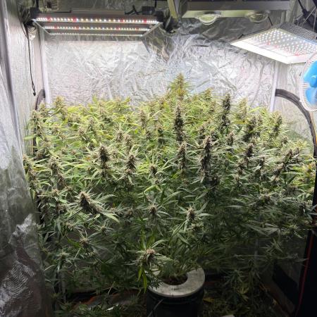 Cinderella Auto Hydrophonic
