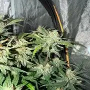 Blue Dream Hydrophonic
