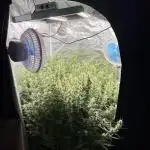 Pound Cake Hydrophonic