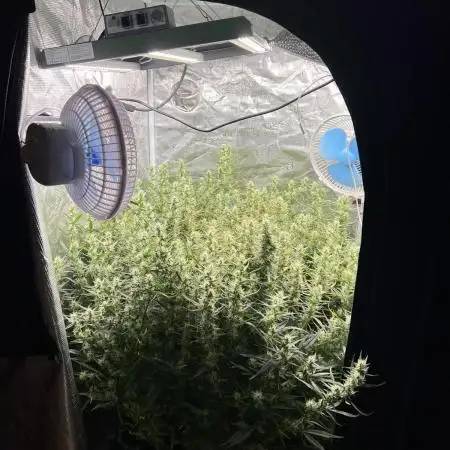 Pound Cake Hydrophonic