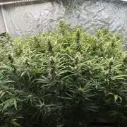 Cinderella Auto Hydrophonic