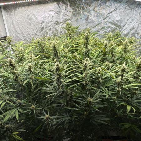 Cinderella Auto Hydrophonic