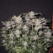 Blue Dream Hydrophonic