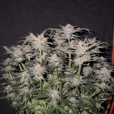 Blue Dream Hydrophonic