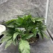 Banana Purple Punch
