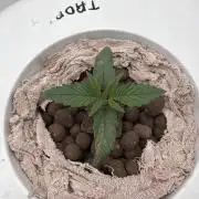 Cinderella Auto Hydrophonic