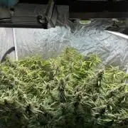 Cinderella Auto Hydrophonic