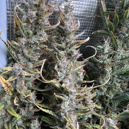 Pound Cake Hydrophonic