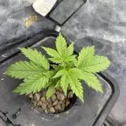 Hydrophonic Strawberry Pie