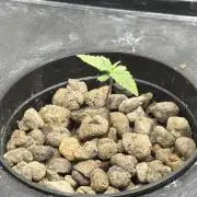 Hydrophonic Strawberry Pie