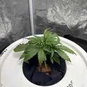 Super Limon Haze