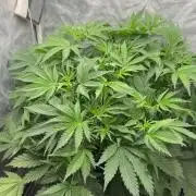 Hydrophonic Strawberry Pie