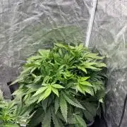 Banana Purple Punch