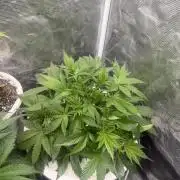 Cinderella Auto Hydrophonic