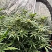 Blue Dream Hydrophonic