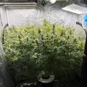 Cinderella Auto Hydrophonic
