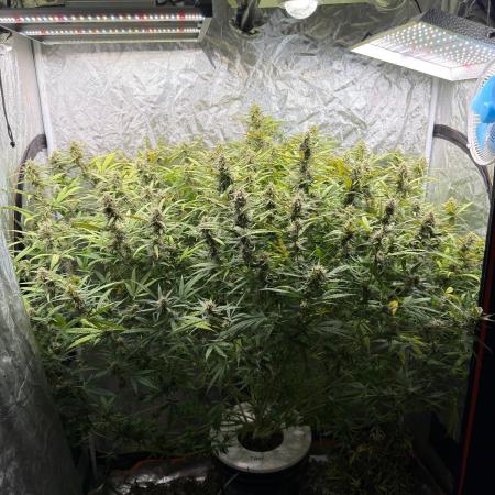 Cinderella Auto Hydrophonic