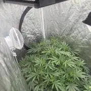 Cinderella Auto Hydrophonic